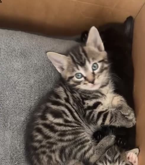 Turkish Angora cats for sale: Mixed Male Turkish Angora / Tabby Kitten  - Video 1