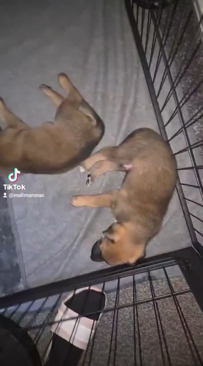 Belgian Shepherd Dog dogs for sale: Looking for loving homes 🏡💕 - Video 3