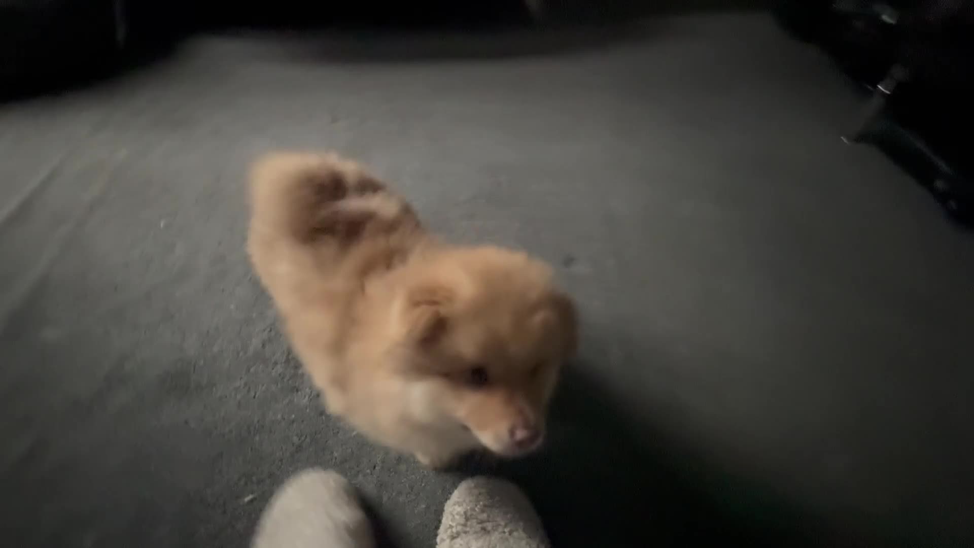 Pomsky dogs for sale: F3 Rare honey merle pomsky ready for a new home  - Video 1