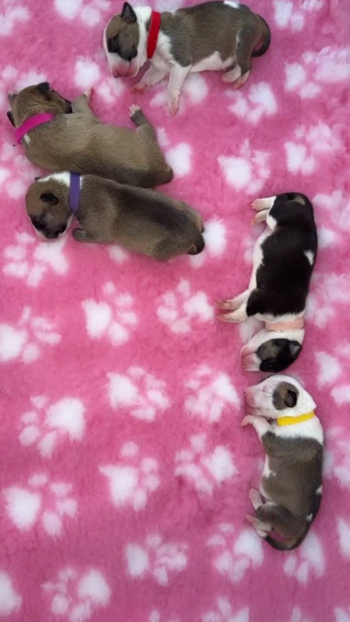 English Bull Terrier dogs for sale: Beautiful Quality KC English Bullterrier Puppies  - Video 2