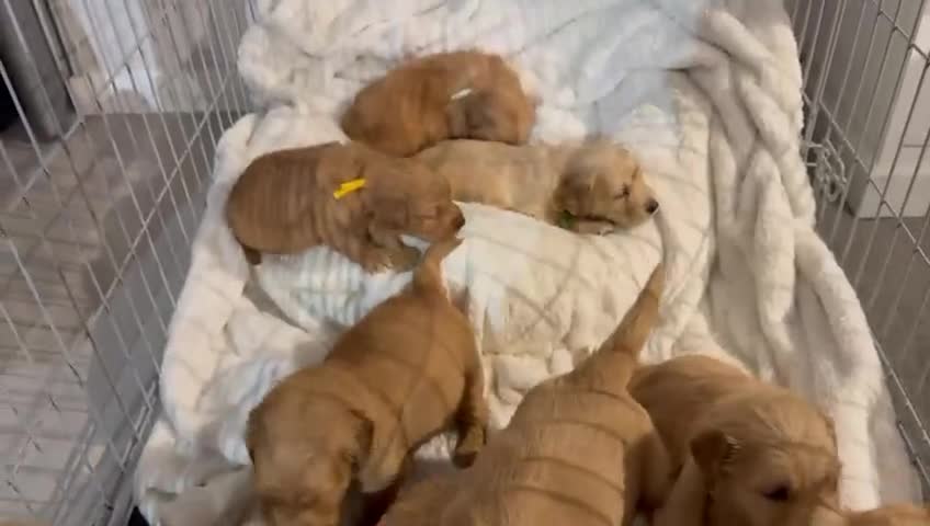 Golden Retriever dogs for sale: beautiful KC GR READY 23/12/25 - Video 1