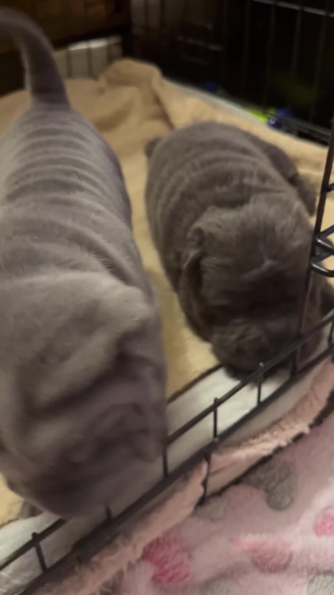 Shar Pei dogs for sale: Two beautiful Blue Shar Pei puppies (Male) - Video 2