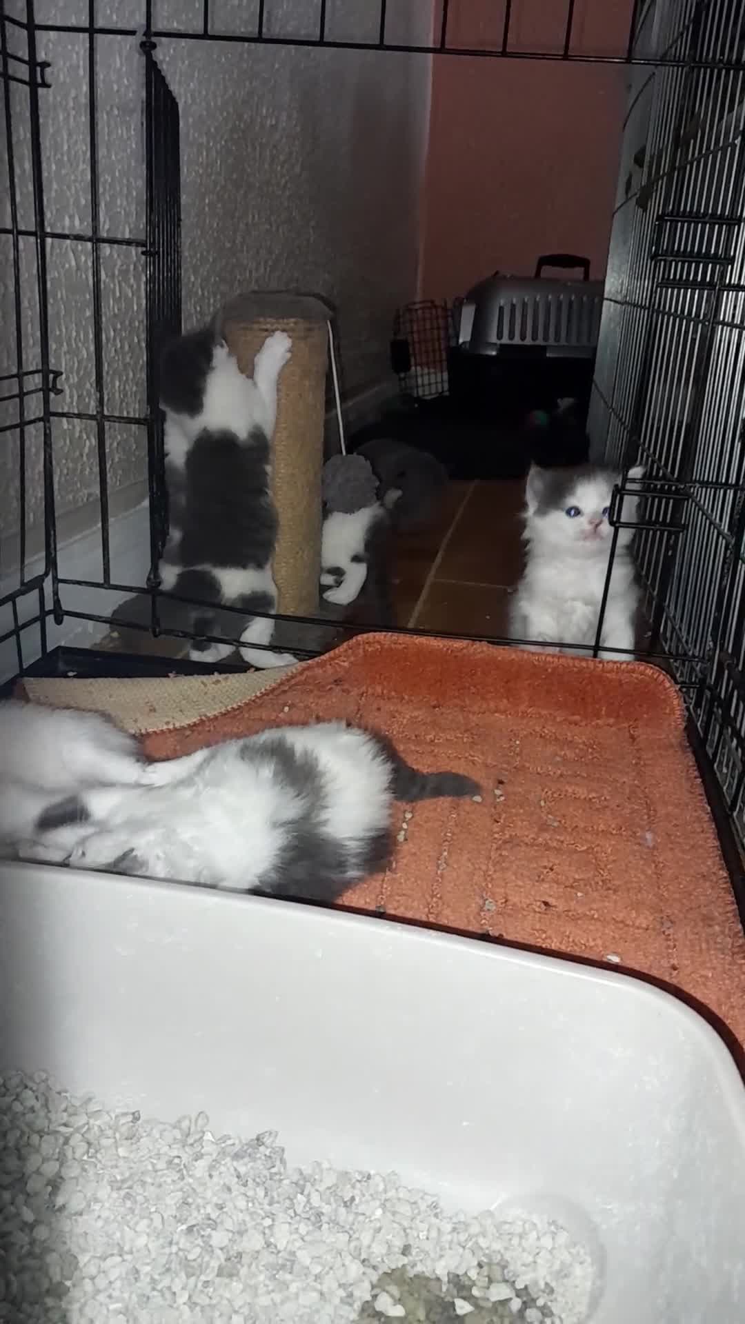 Siamese cats for sale: Bi colour blue and white kittens - Video 1