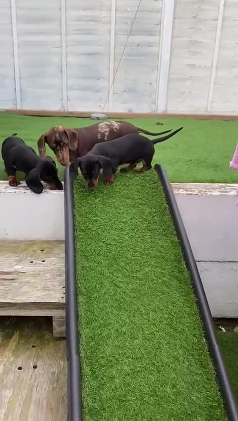 Miniature Dachshund dogs for sale: Stunning Miniature duscuhund  - Video 4