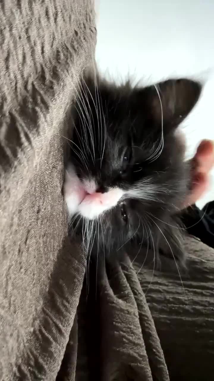 Mixed Breed cats for sale: Maine Coon x British shorthair - Video 2