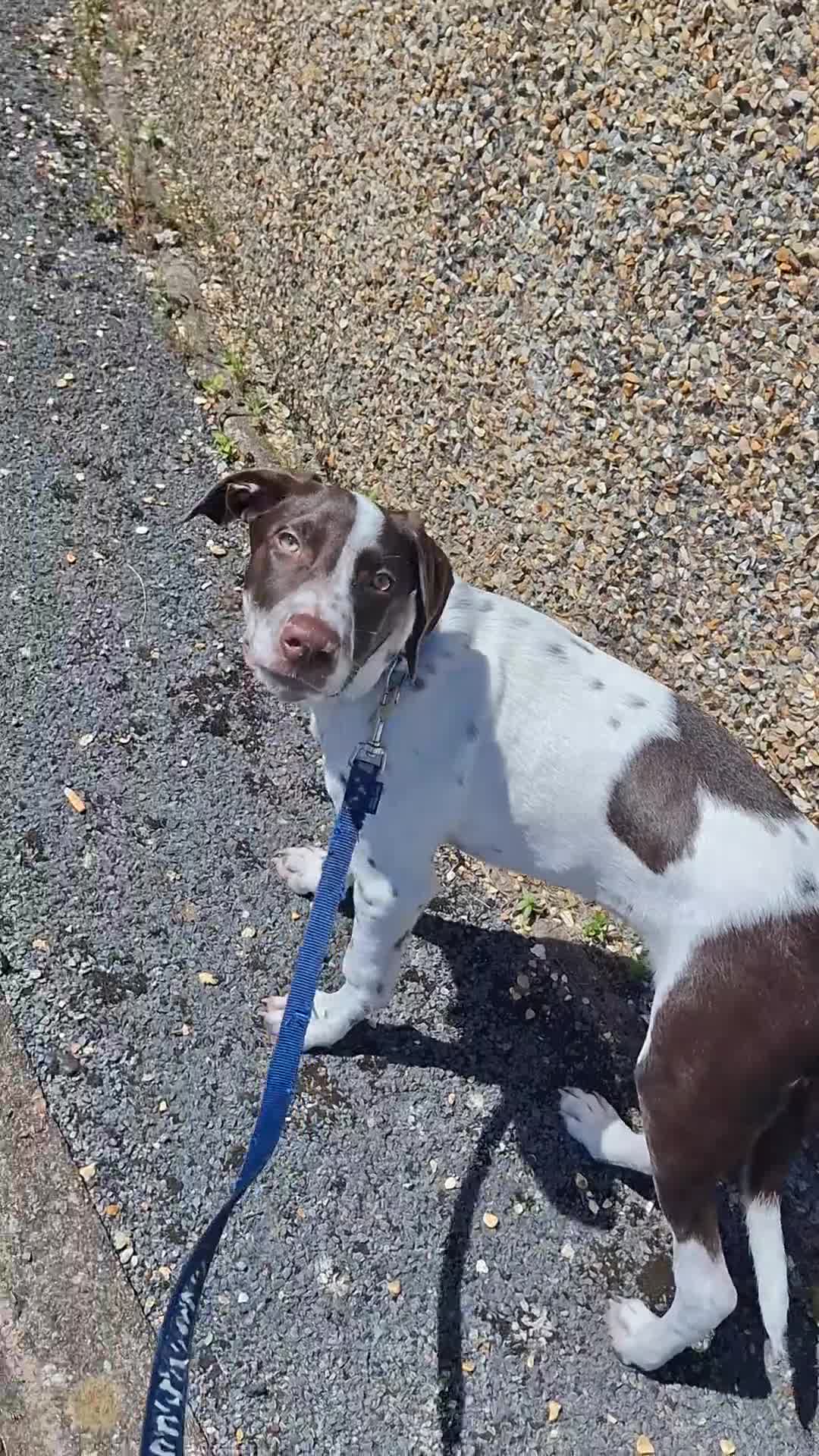 Mixed Breed dogs for sale: Rehoming of our boy in Plymouth - Video 1