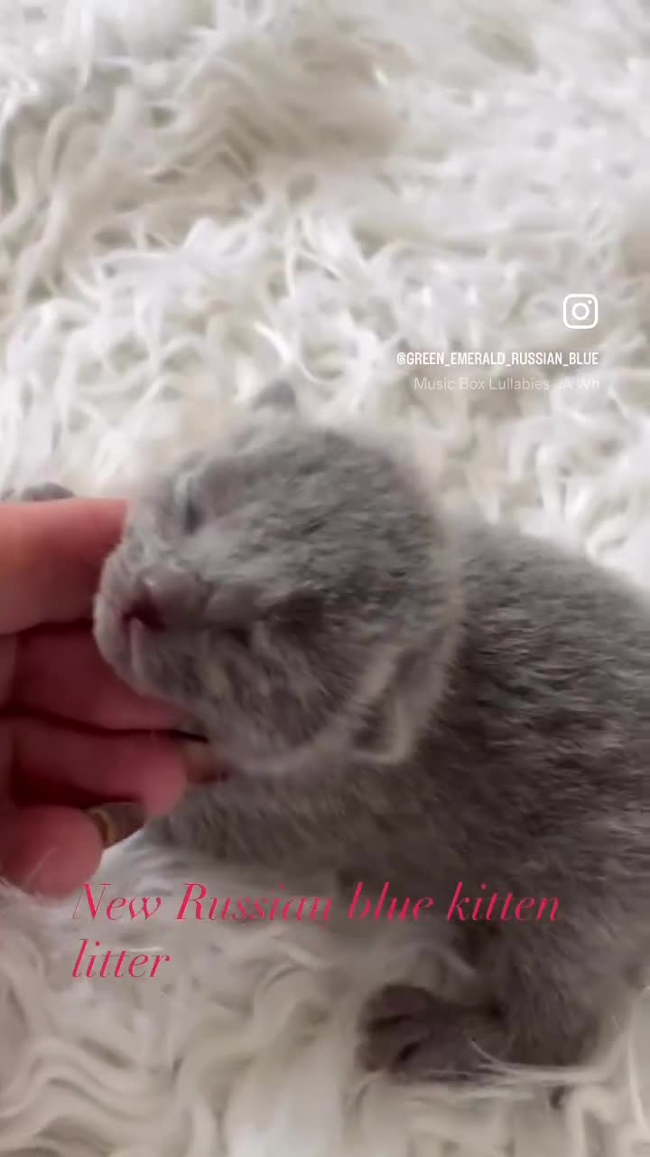 Russian Blue cats for sale: Top pedigree Instagram star Russian blue kittens - Video 1