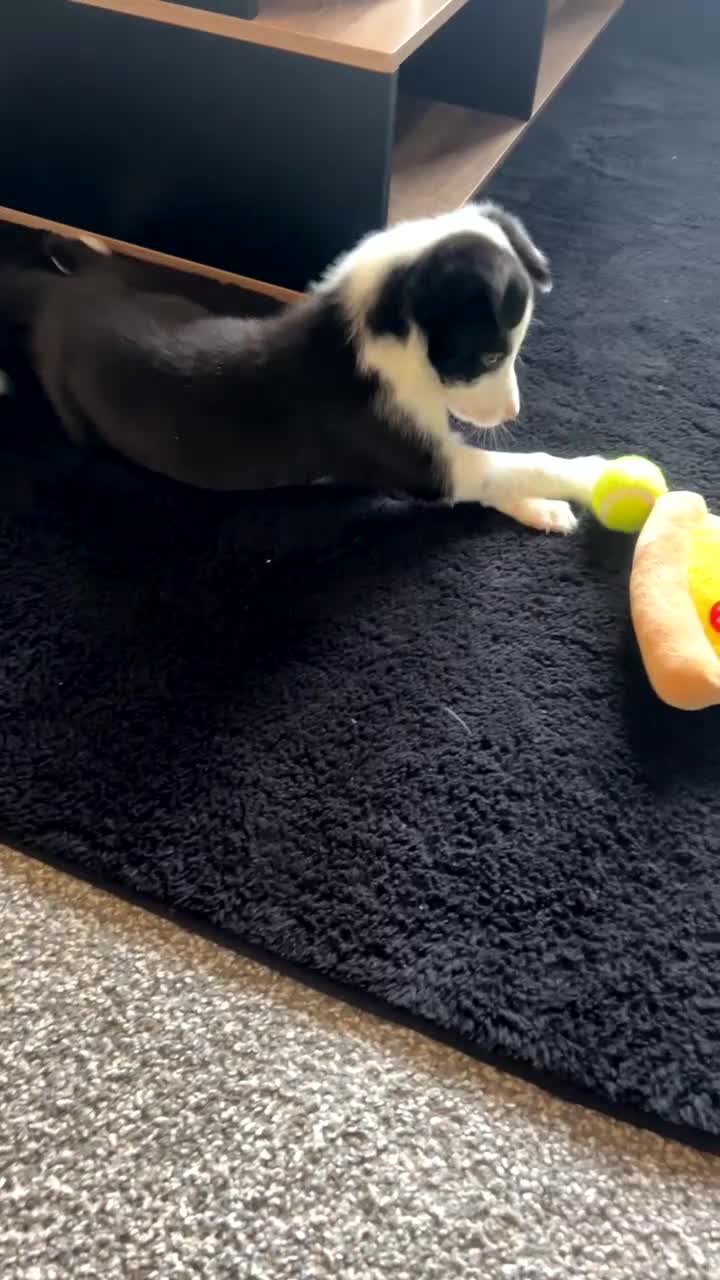 Border Collie dogs for sale: 1 little girl left  - Video 1