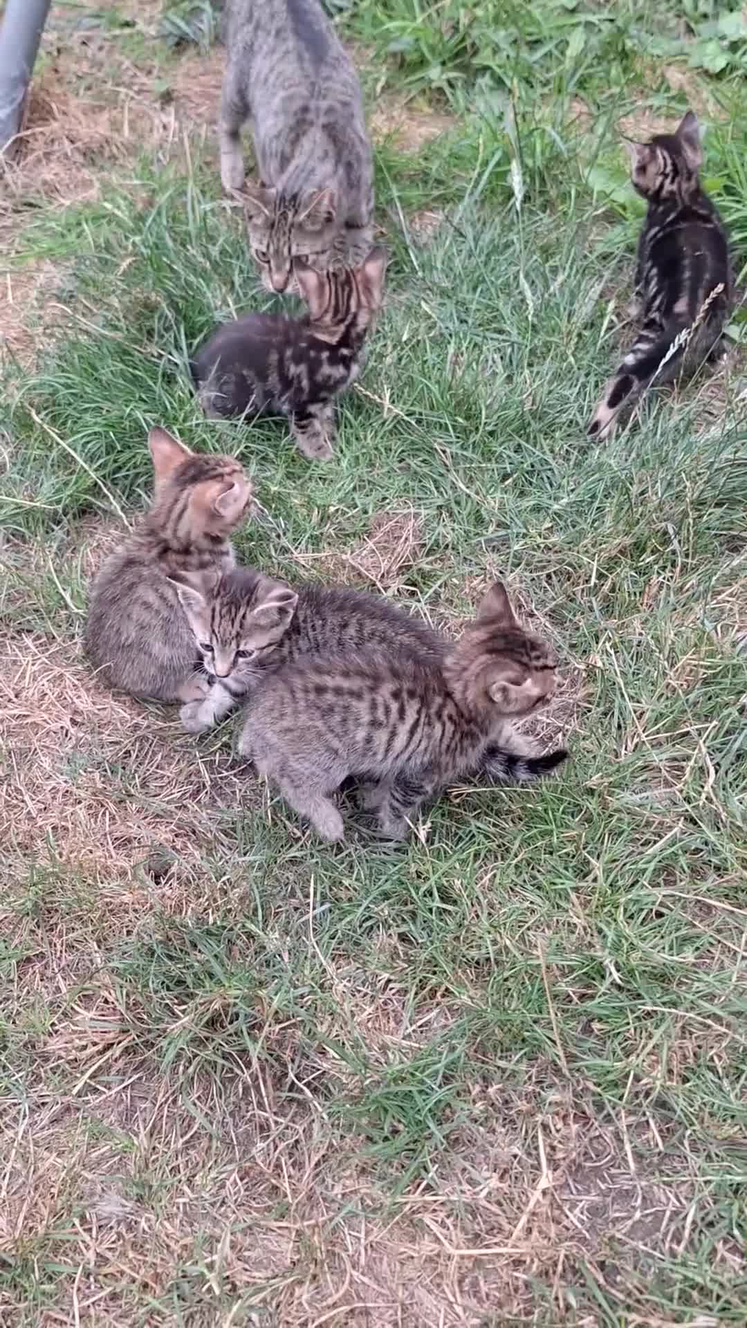 Mixed Breed cats for sale: Half Bengal kittens  - Video 1