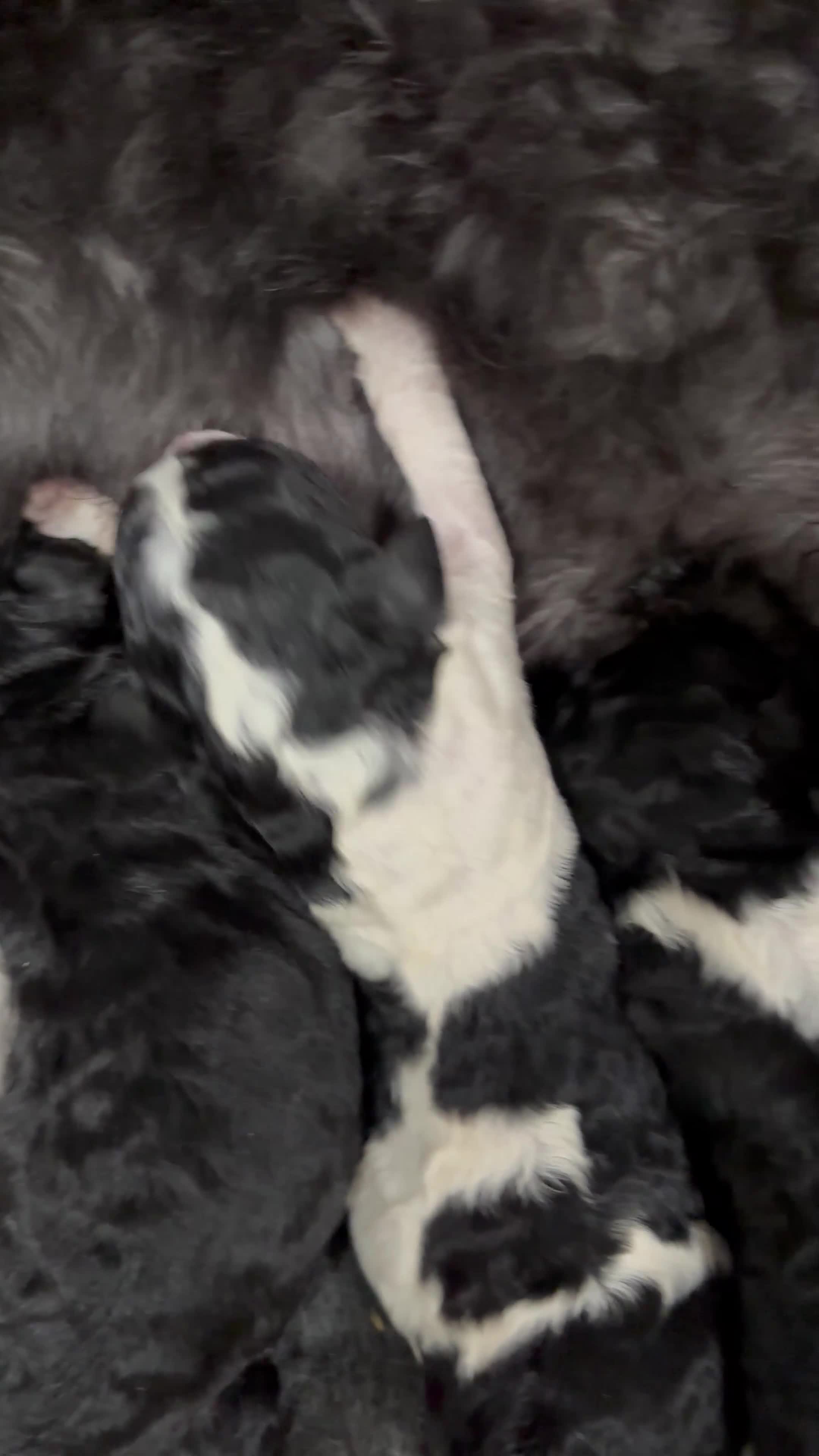 Labradoodle dogs for sale: Beautiful unique phantom/parti labradoodles in Melrose - Video 1