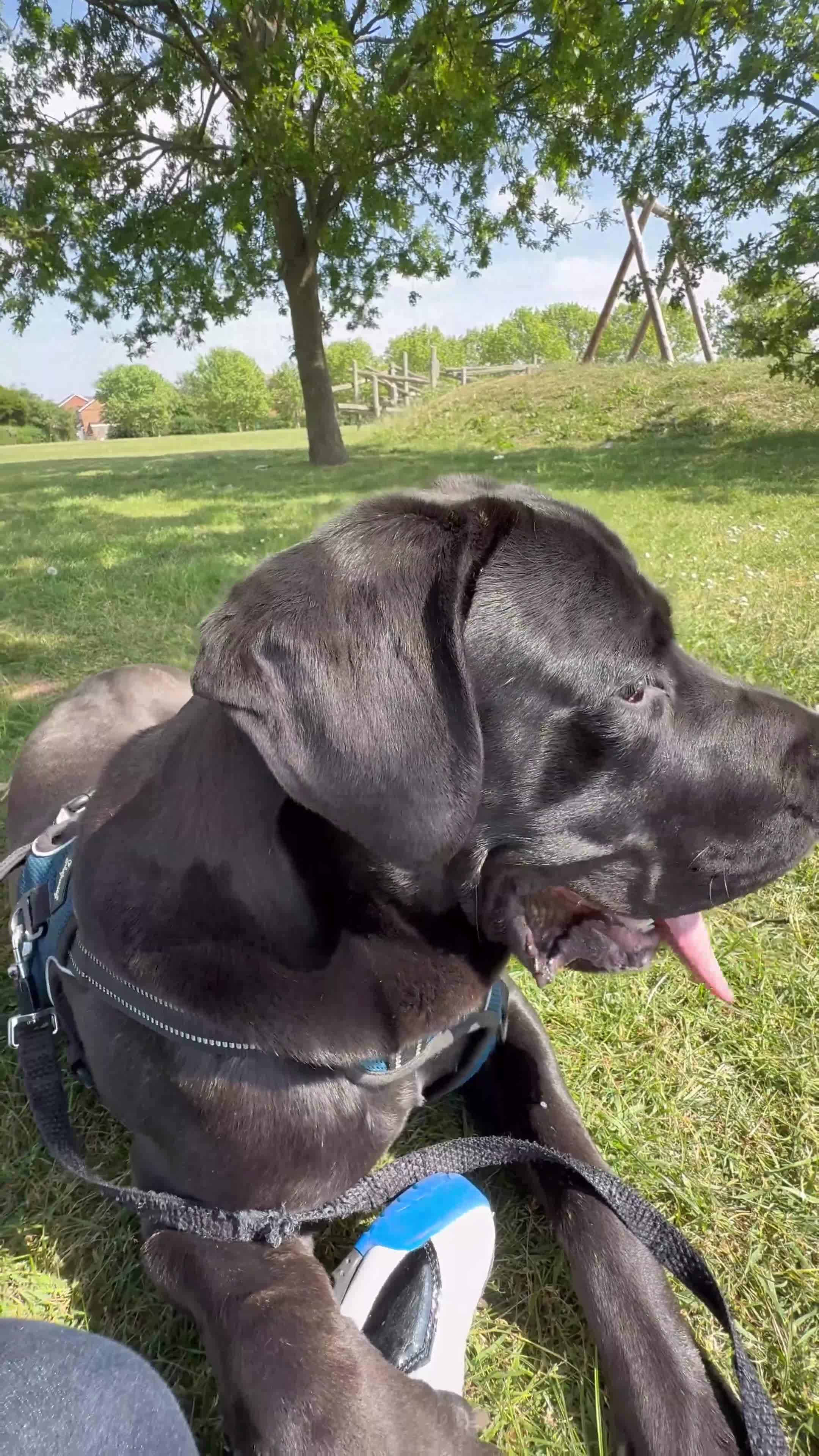 Cane Corso dogs for stud: Stud dog  - Video 3