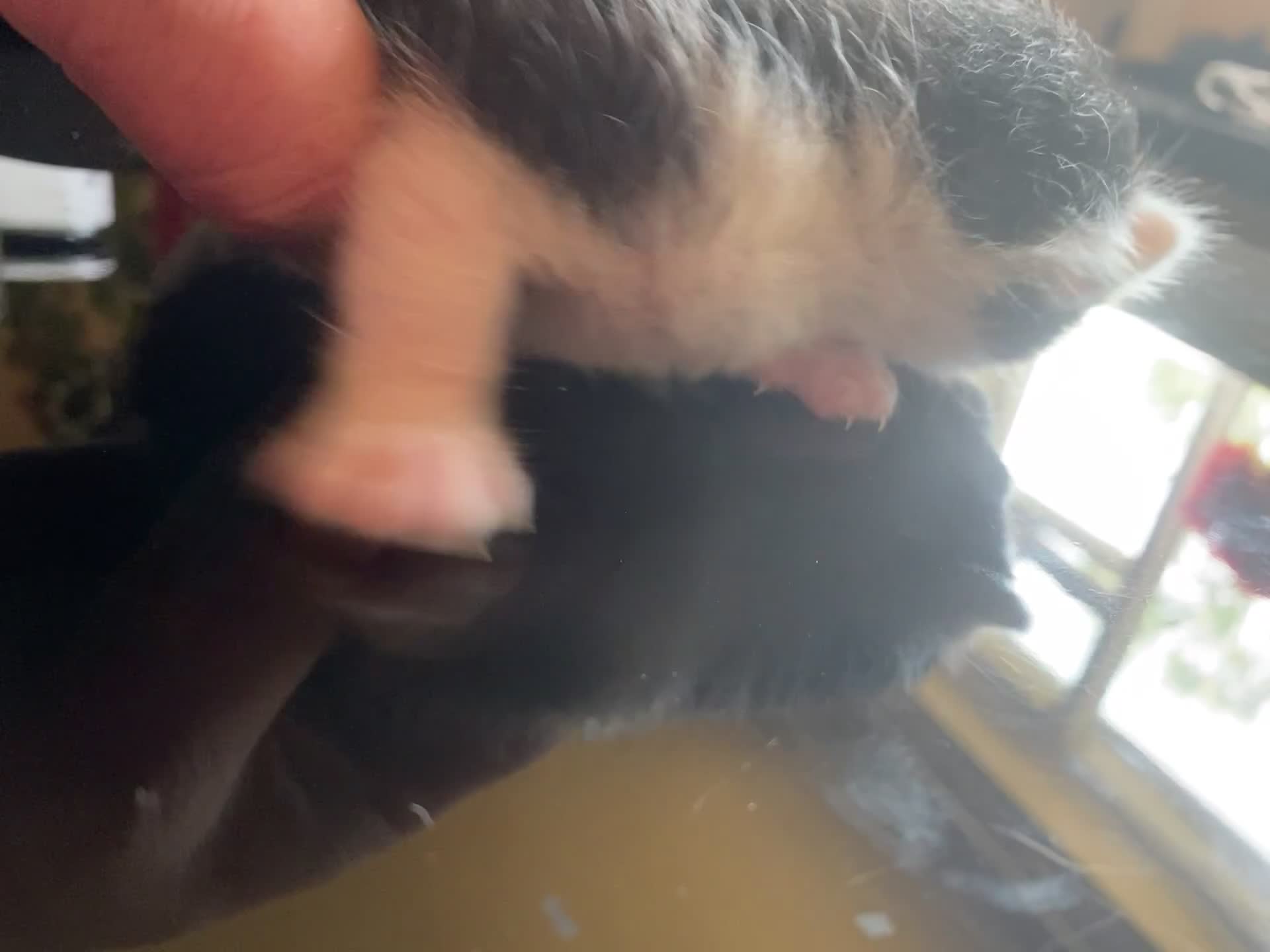 British Shorthair cats for sale: AVAILABLE 2 Beautifulbou kittens identical twins  - Video 2