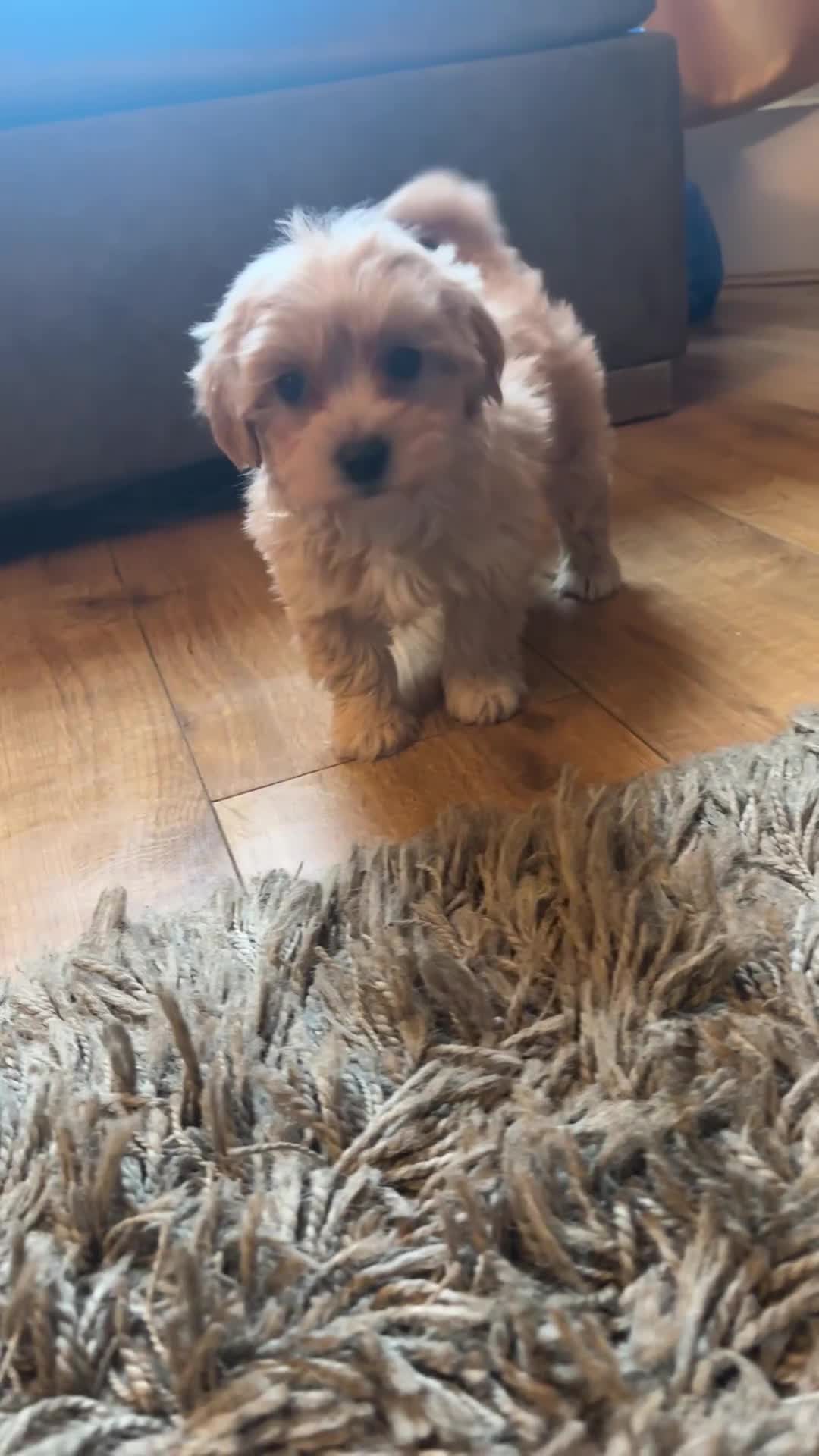 Mixed Breed dogs for sale: 4 beautiful cavapoochon puppies ready  - Video 1