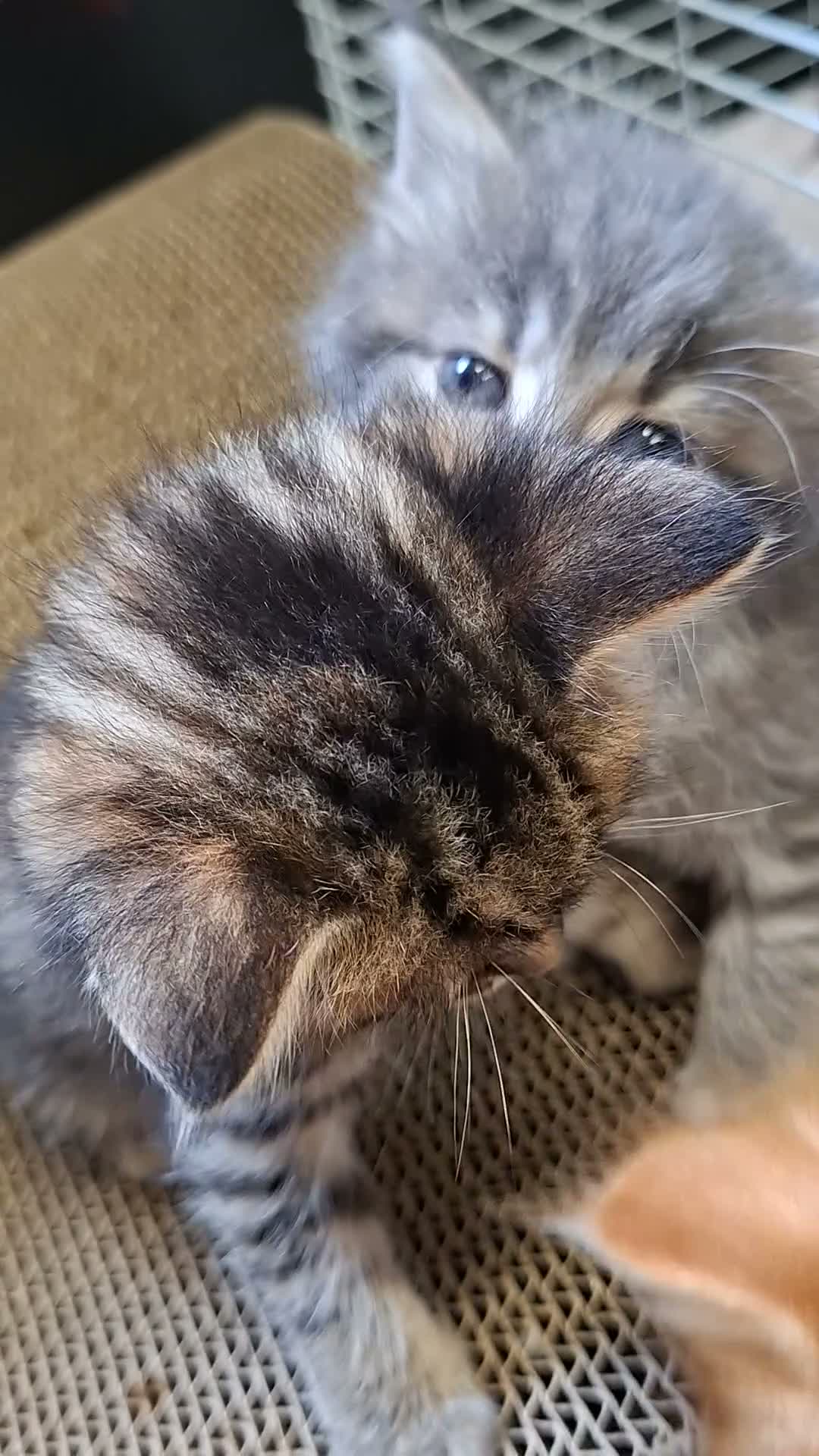Mixed Breed cats for sale: READY IN 2 WEEKS Fluffy Grey Female kitten - Video 1