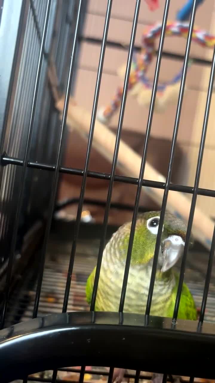 Conures birds for sale: Green cheek conure in Derby - Video 1
