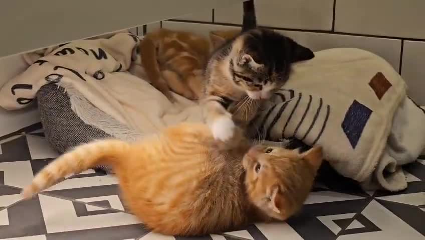 Domestic Shorthair cats for sale: 3 Adorable Kittens for Sale - Video 3