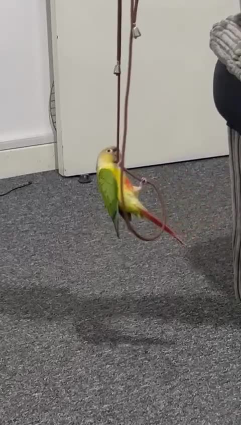 Conures birds for sale: Talking Parrot  in Barking - Video 4