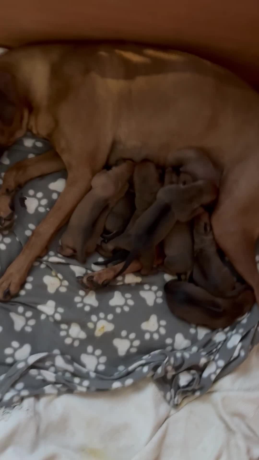 Rhodesian Ridgeback dogs for sale: Rhodesian Ridgeback puppies  - Video 1