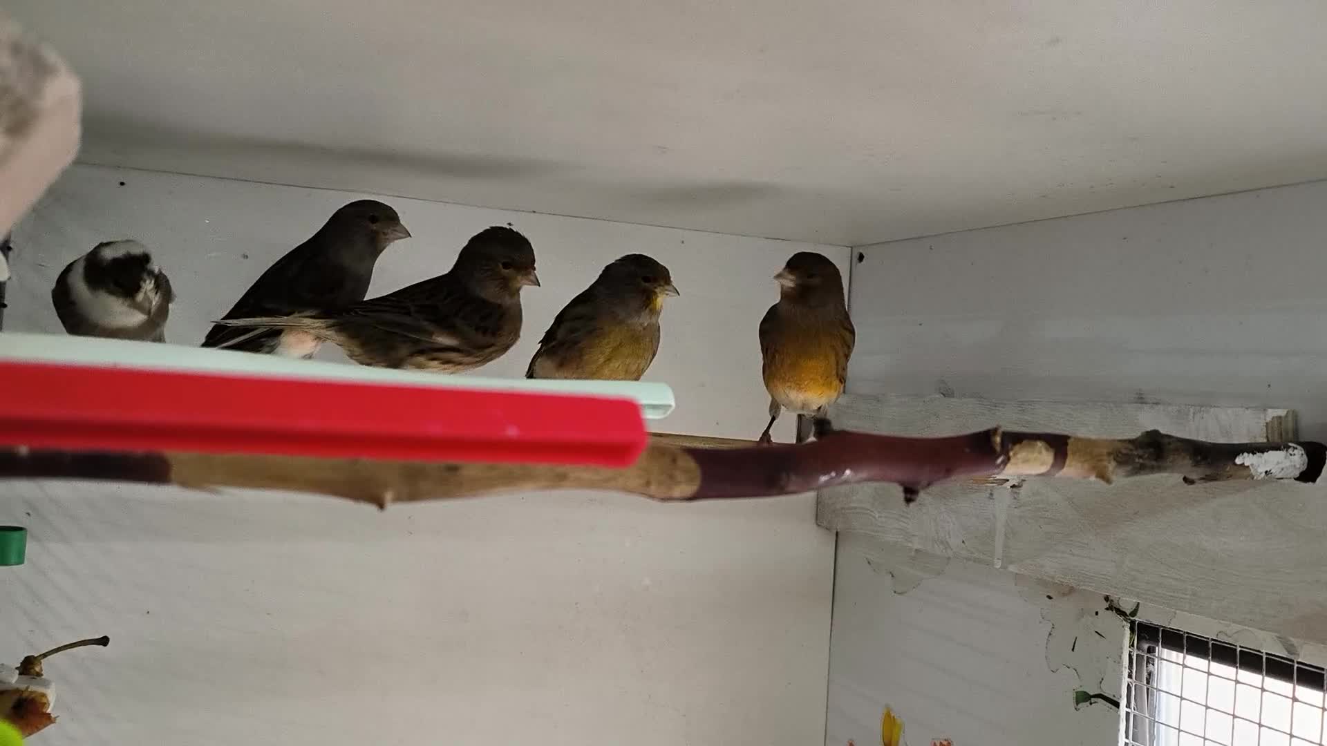 Canaries birds for sale: 5 beautiful 2025 canaries  - Video 1