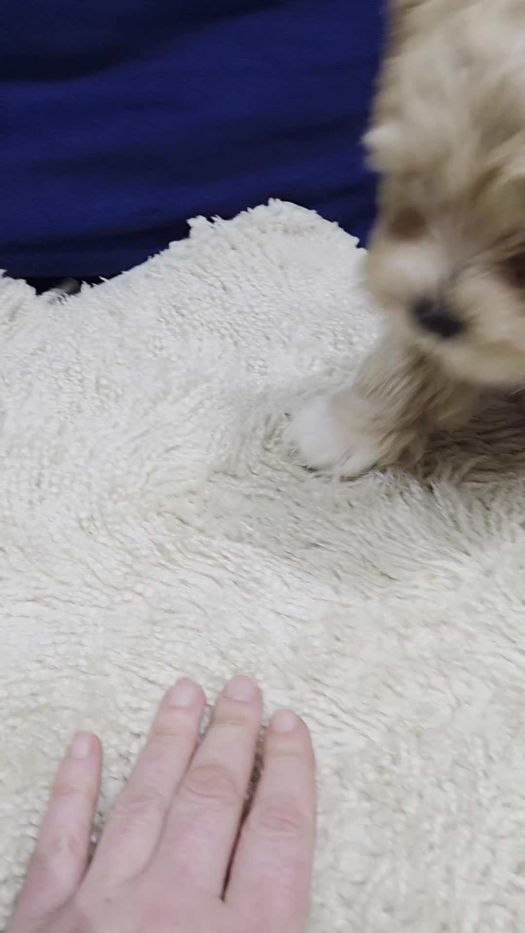 Maltipoo dogs for sale: Beautiful F1B Maltipoo Boy – Ready Now - Video 1