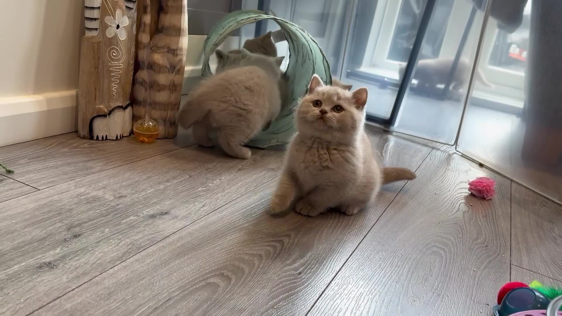 British Shorthair cats for sale: Beautiful Lilac British Shorthair, Registered - Video 2
