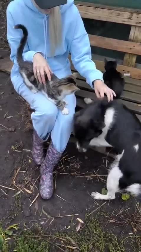 Mixed Breed dogs for adoption: 💙🐶 BOB 🐶💙 - Video 3