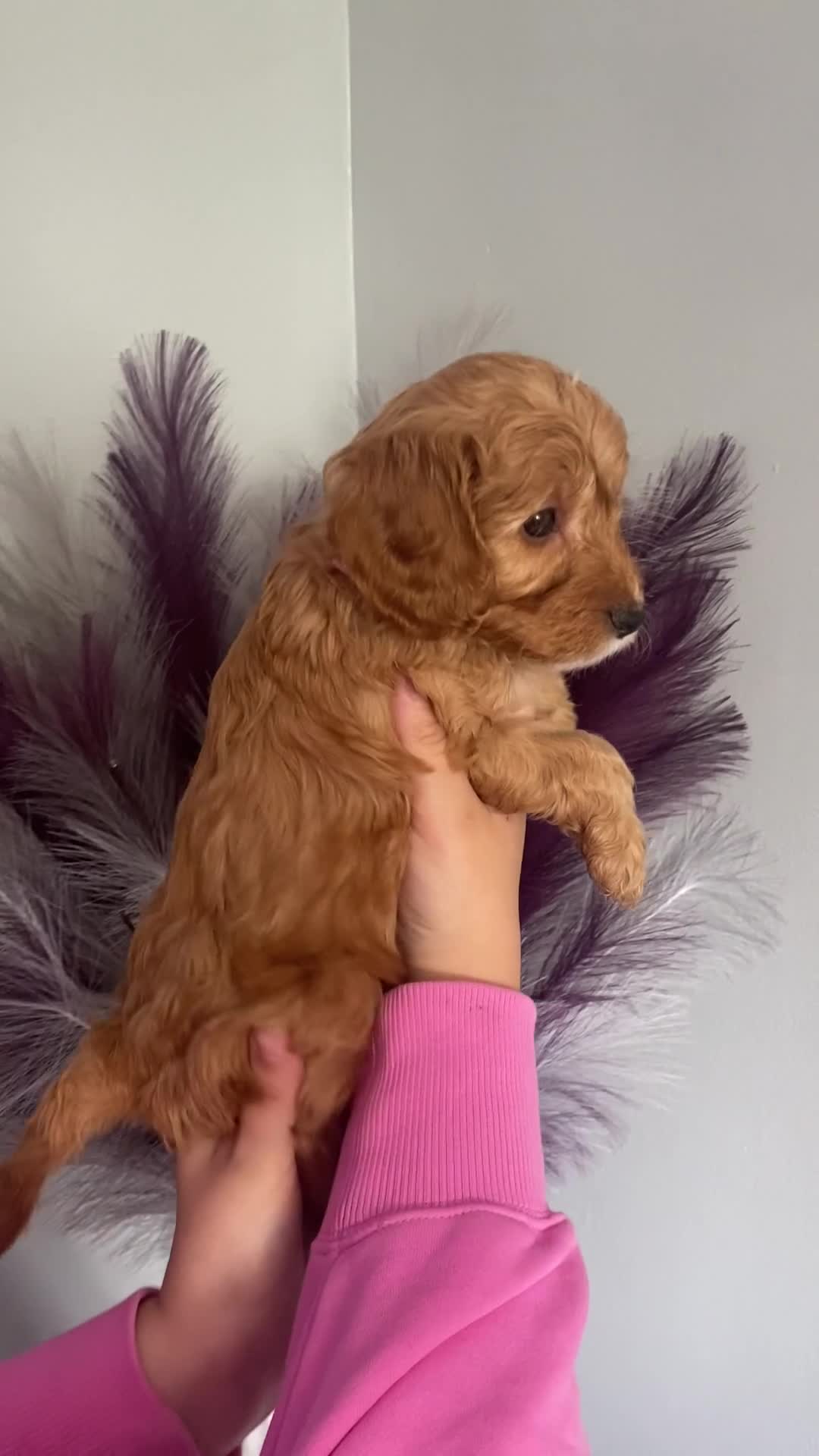 Cavapoo dogs for sale: **Beautiful Cavapoo pups** - Video 2