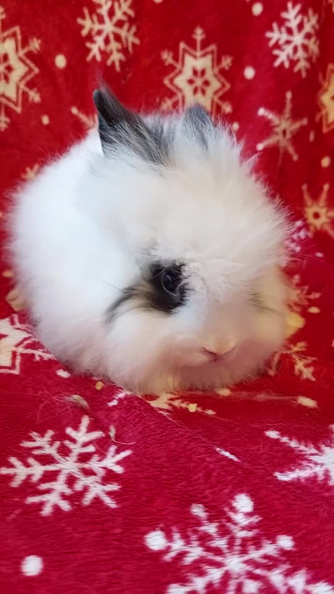 Lionhead rabbits for sale: READY Loinhead babys 1buck 1 doe left - Video 1