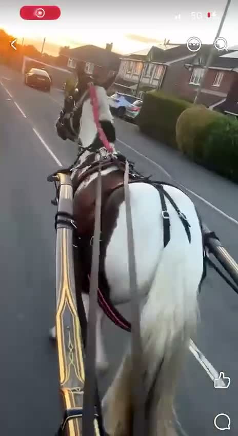 Polish Halfbred horses for sale: 14hh 5 year old gelding ride and drive  - Video 2