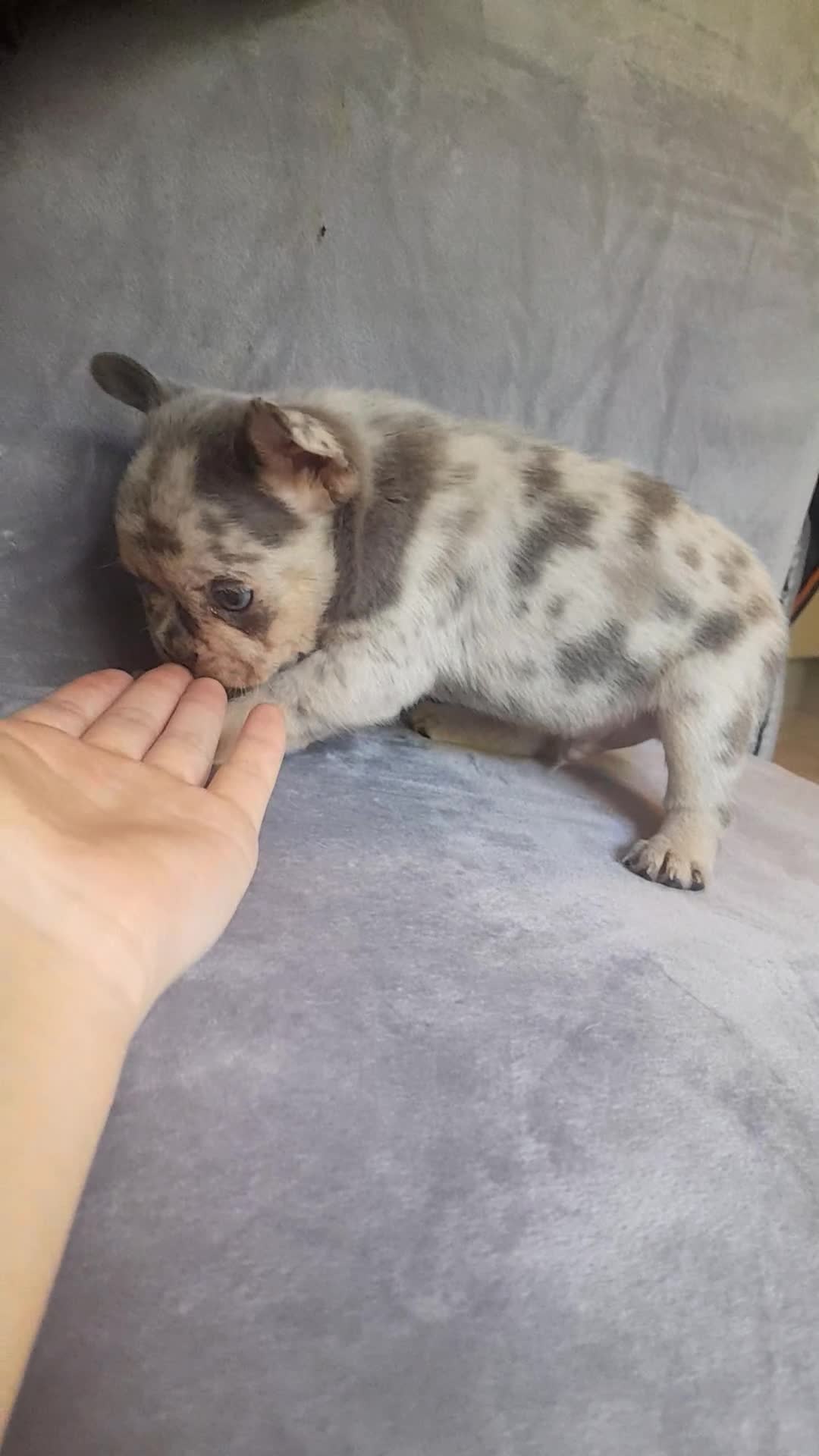 French Bulldog dogs for sale: Pedagree & KC registered French bulldog - Video 1