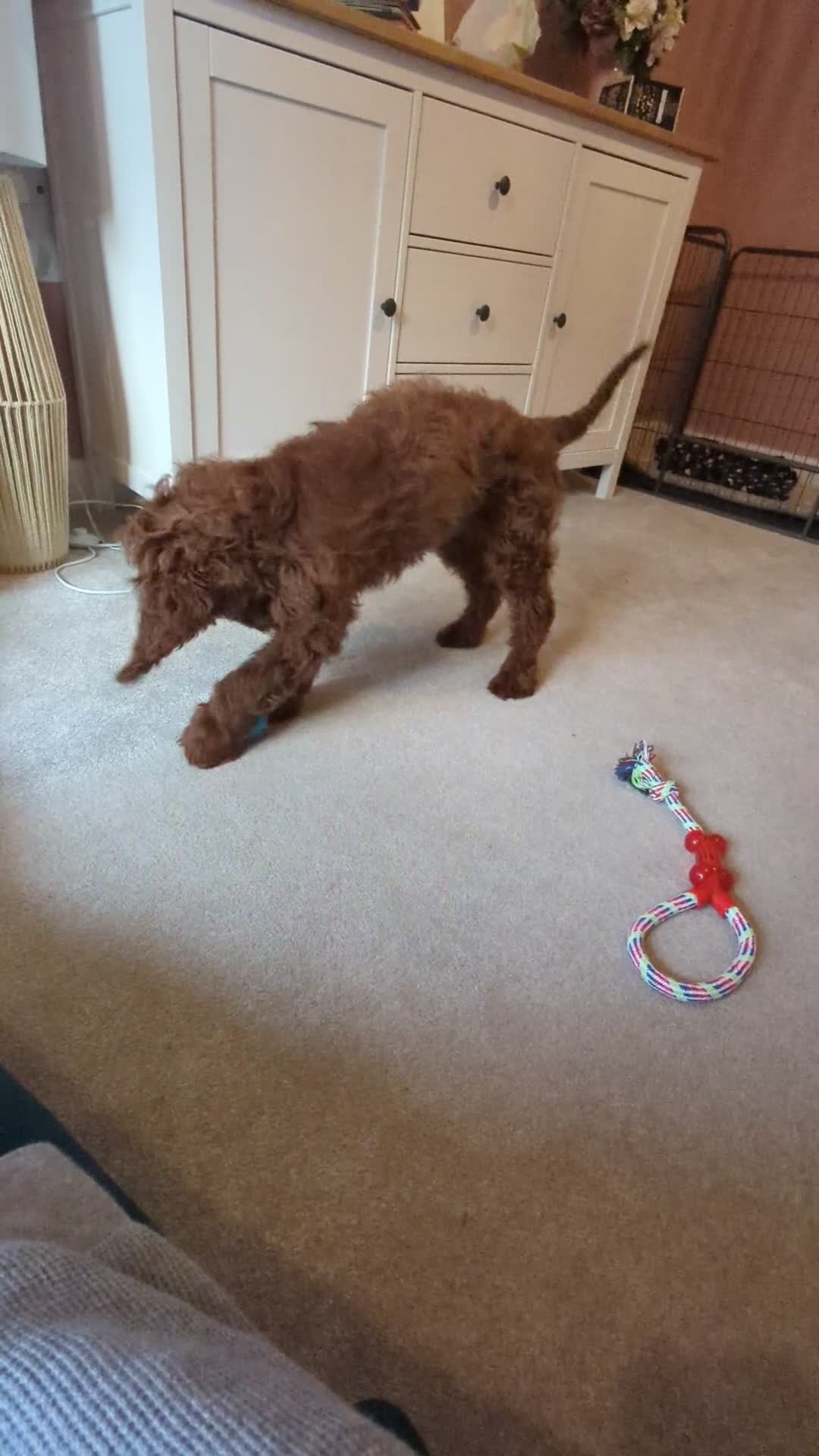 Mini Goldendoodle dogs for sale: Miniature Golden Doodle for sale - Video 1