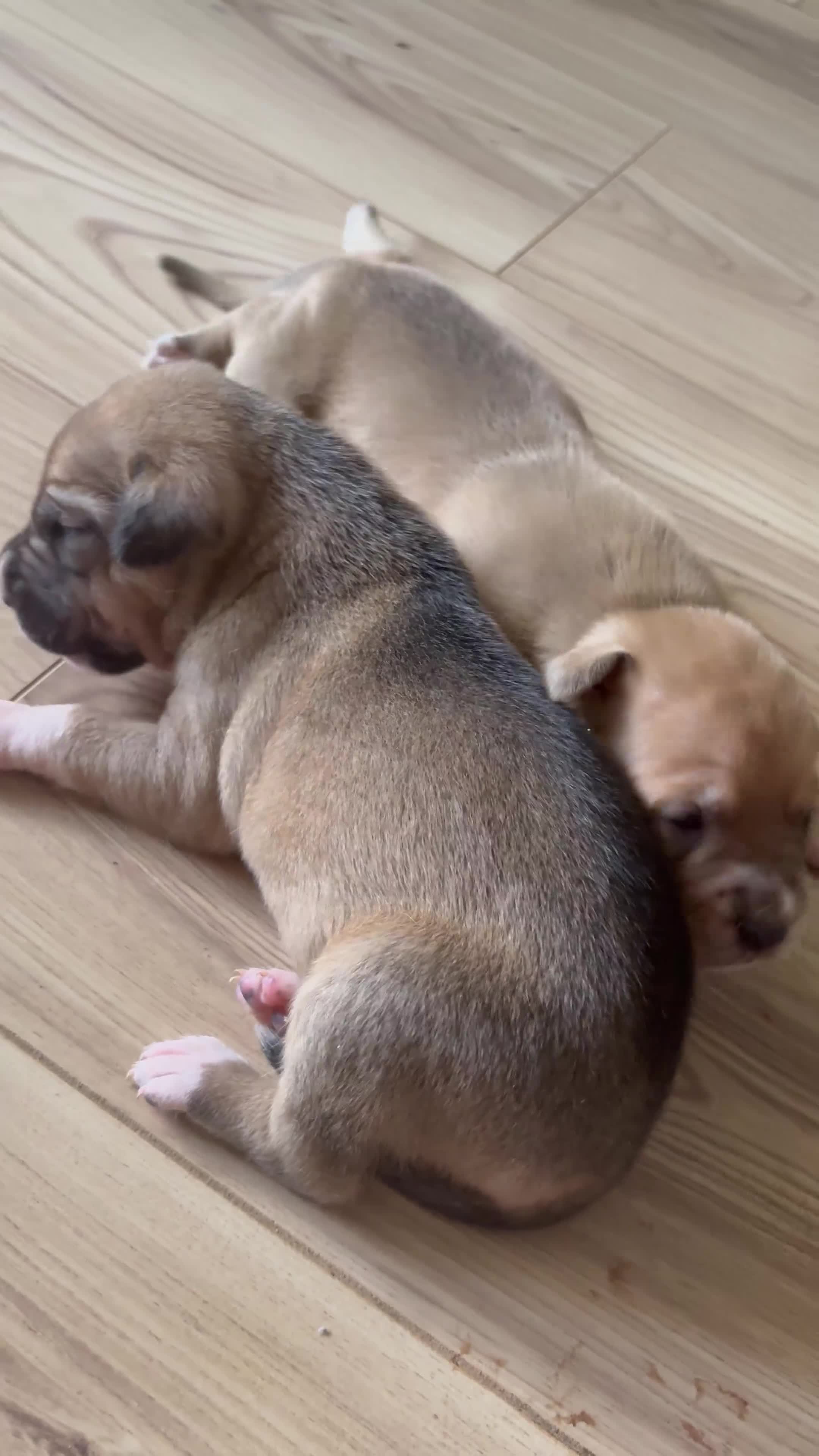 Mixed Breed dogs for sale: Puppies for Sale  - Video 1