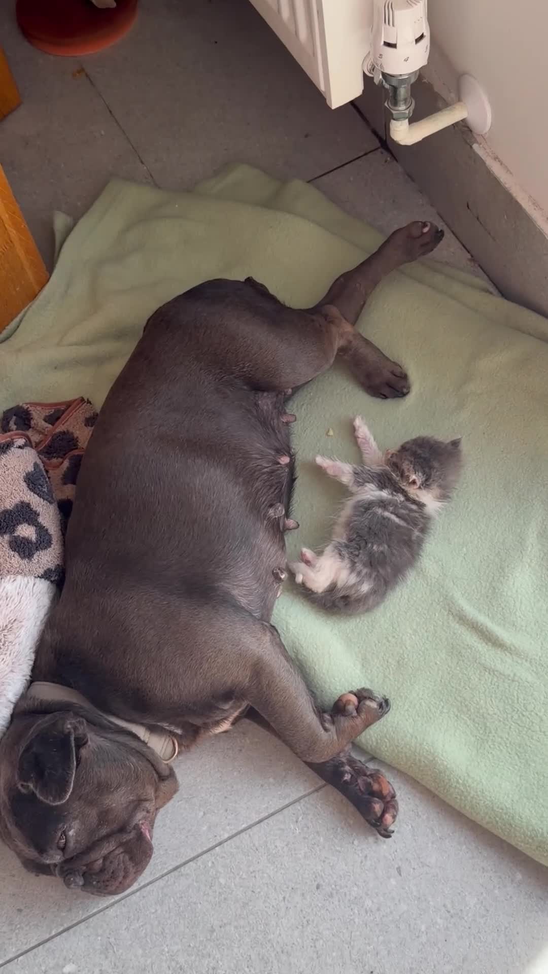 Mixed Breed cats for sale: Beautiful friendly kitten  - Video 1