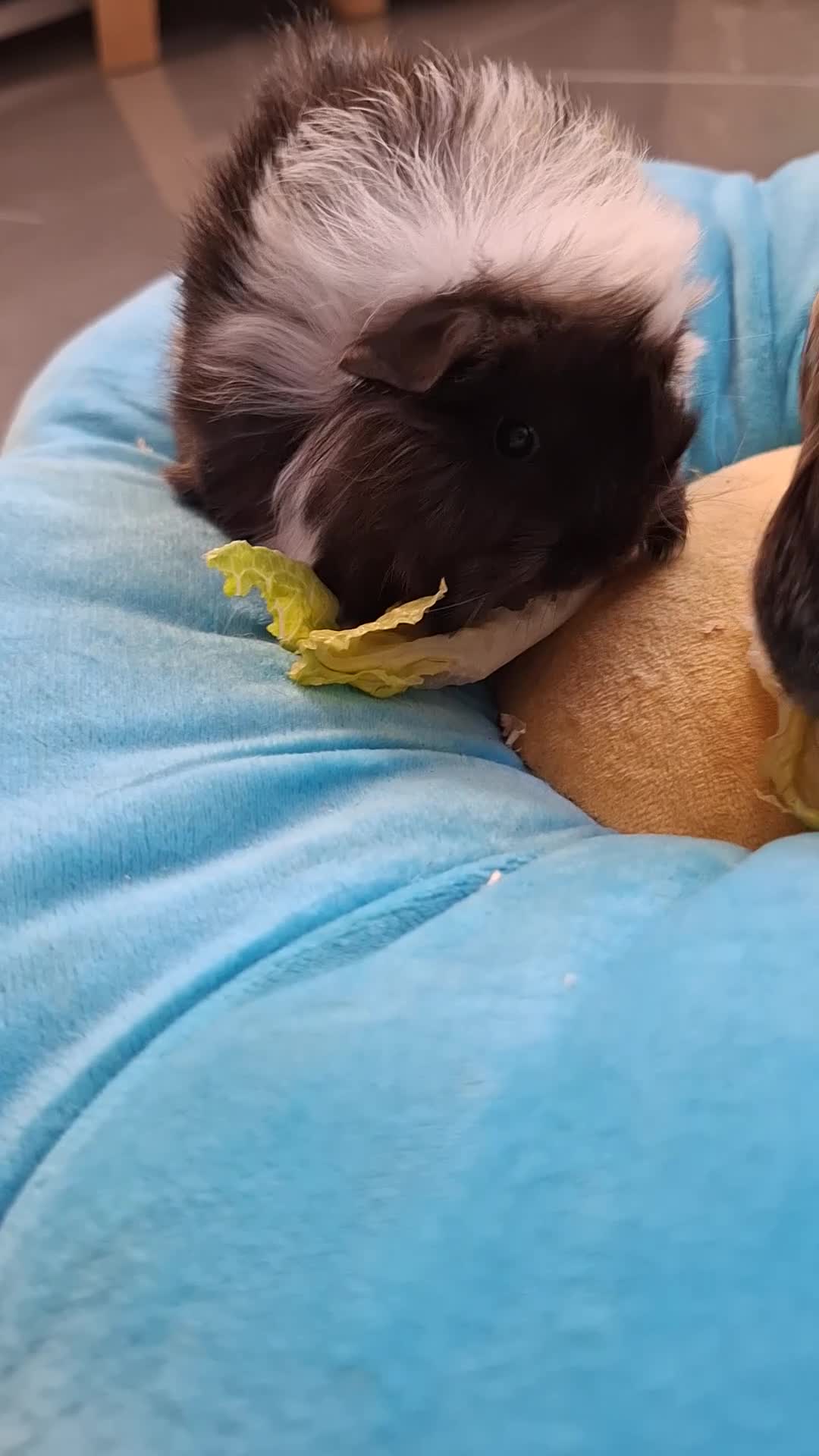 Guinea Pig rodents for sale: 2 lovely sows  - Video 1