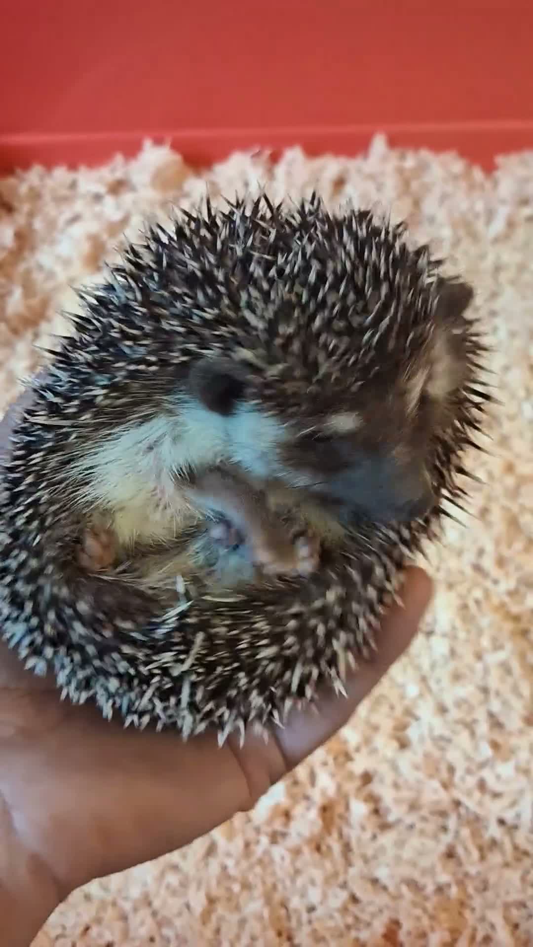 Pygmy Hedgehog rodents for sale: 2 male african pigmy hedgehogs  - Video 1