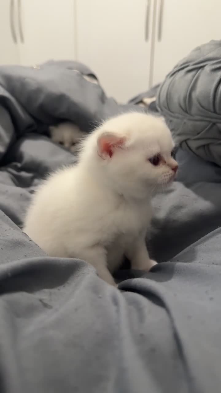British Shorthair cats for sale: BSH KITTENS price negotiable - Video 2
