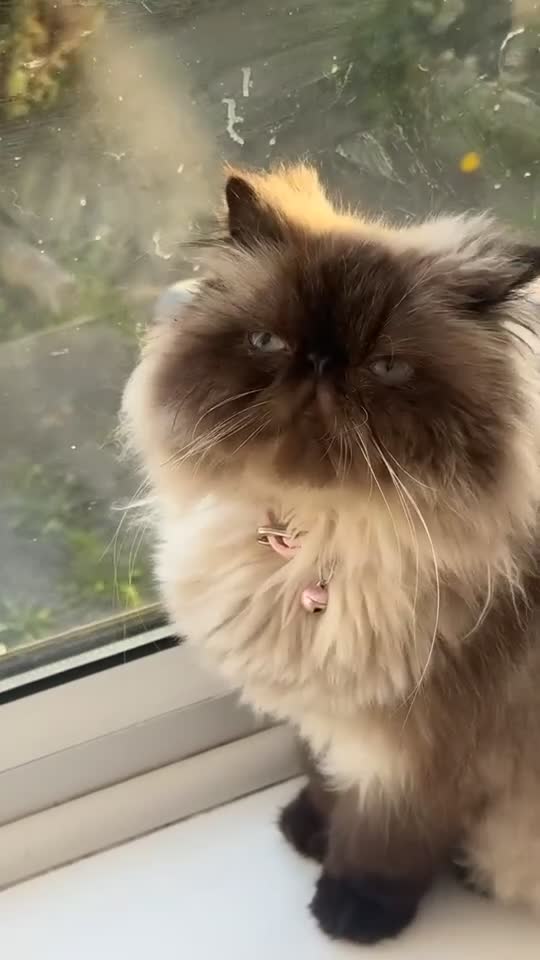 Persian cats for sale: Persian cat looking for forever home  - Video 1