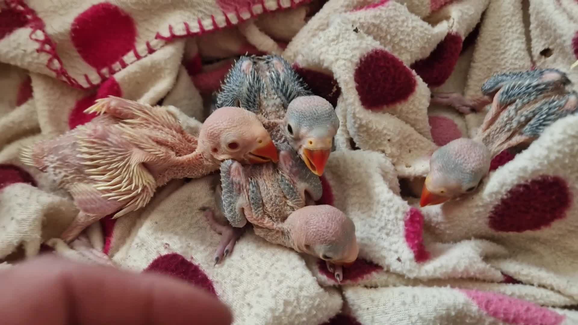 Parrots birds for sale: Indian ringnecks for sale  - Video 4