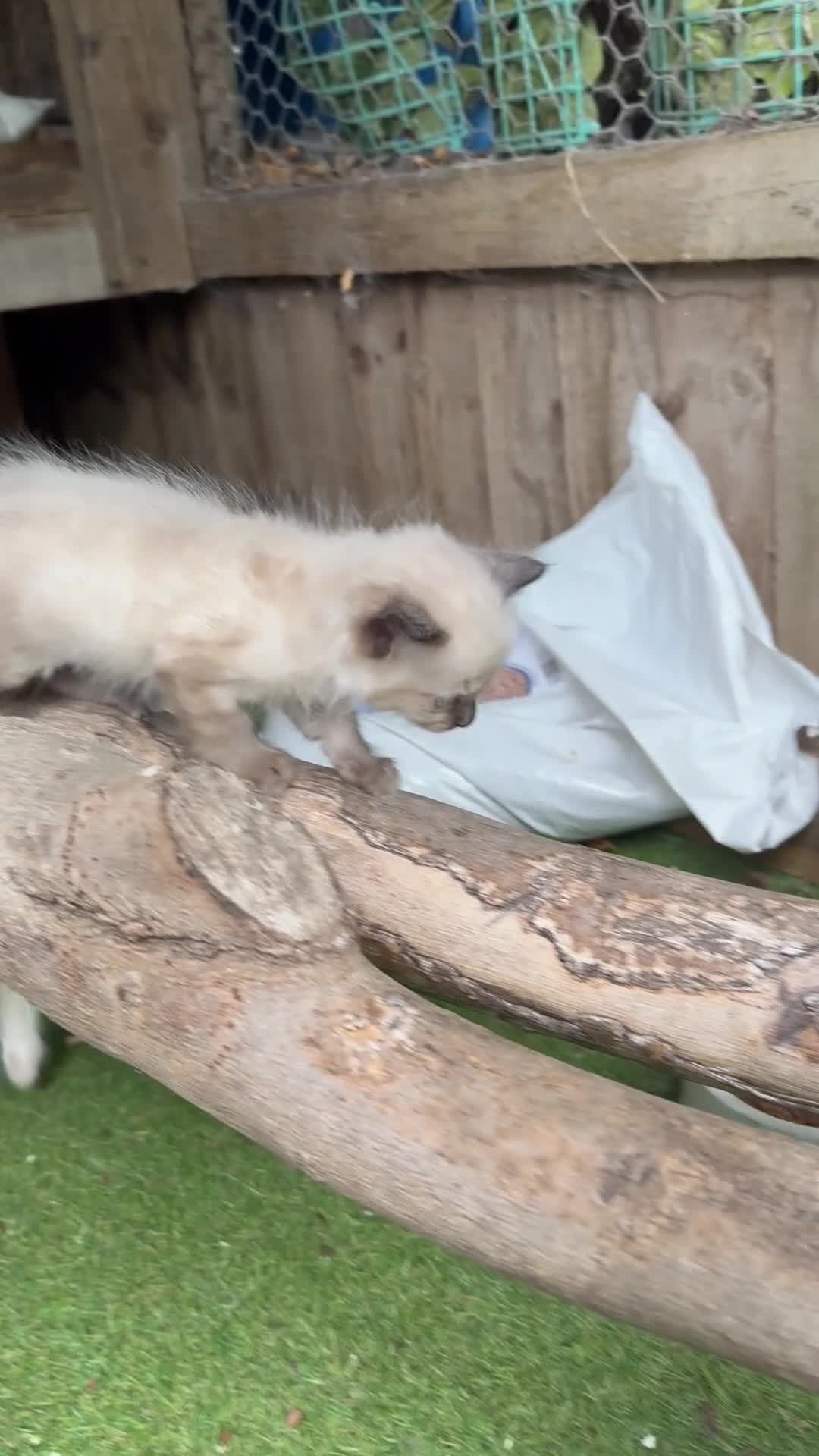 Ragdoll cats for sale: Ragdoll kittens HCM/PKD DNA’d - Video 2