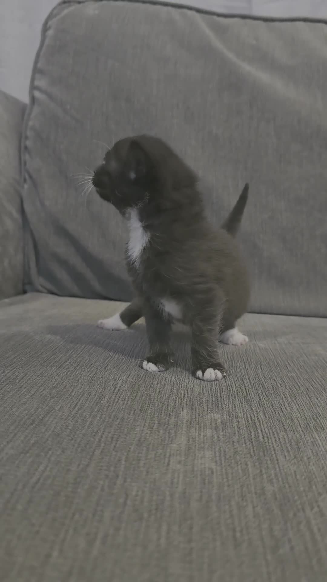 Mixed Breed cats for sale: 5 mixed kittens  - Video 2