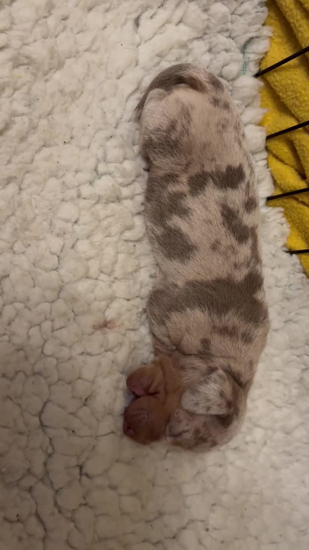 Dachshund dogs for sale: Stunning pedigree dauchound  male puppy  - Video 1