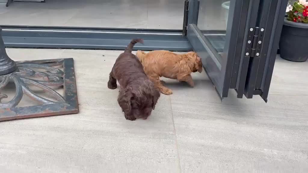 Cockapoo dogs for sale: Two beautiful puppies - Video 2