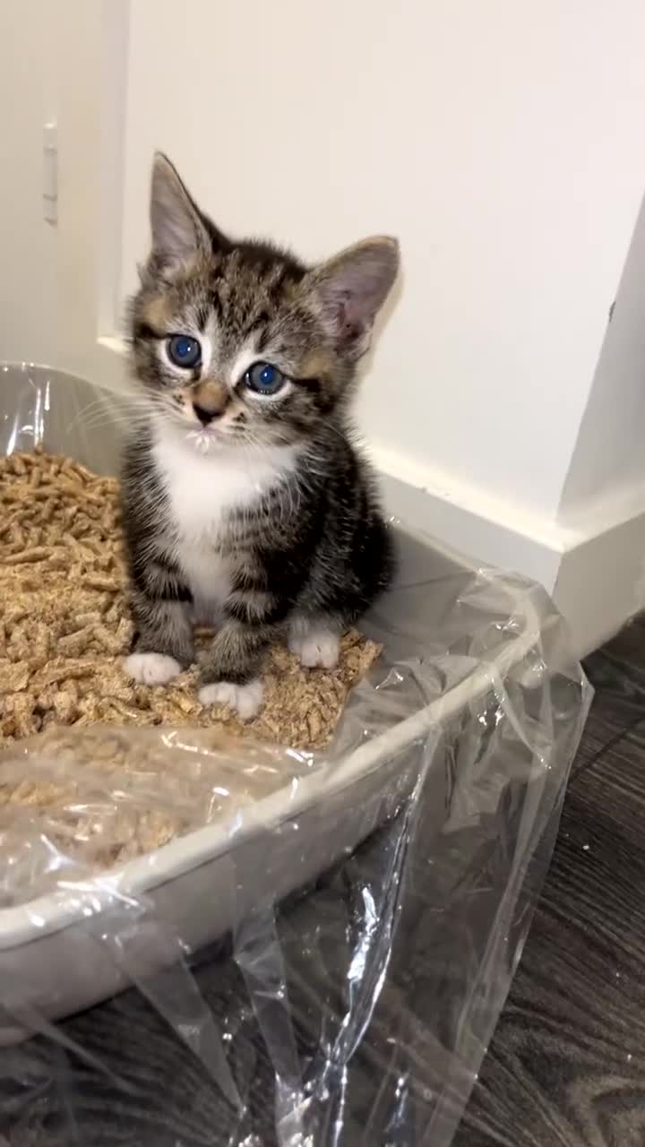 Mixed Breed cats for sale: Beautiful blue eyed boy  - Video 3