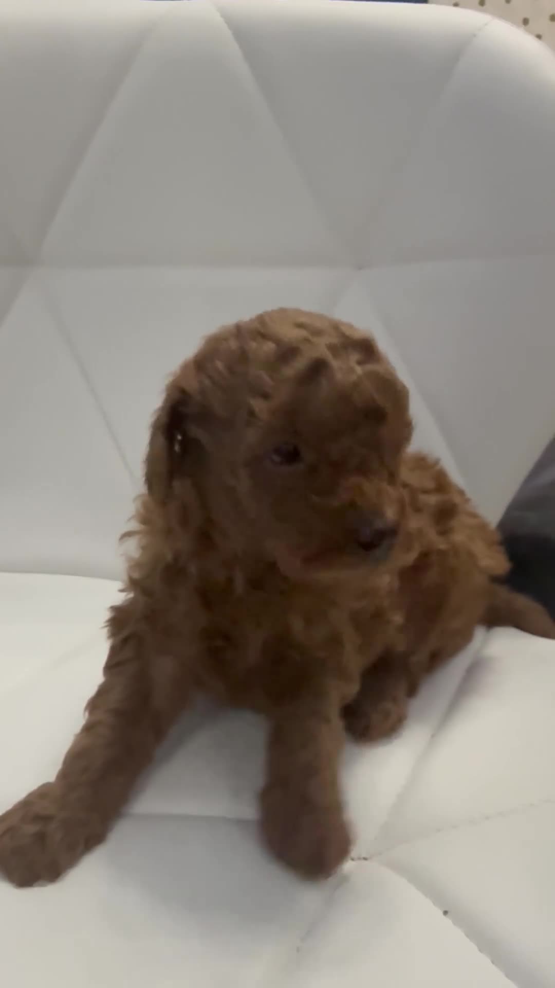 Maltipoo dogs for sale: Maltipoo pups ready to go around 22nd December - Video 1
