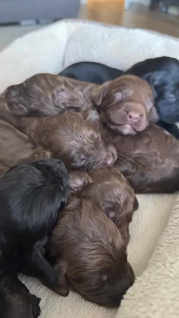 Cockapoo dogs for sale: Purest Quality F1 Cockapoo Puppies Chocolate Black - Video 1