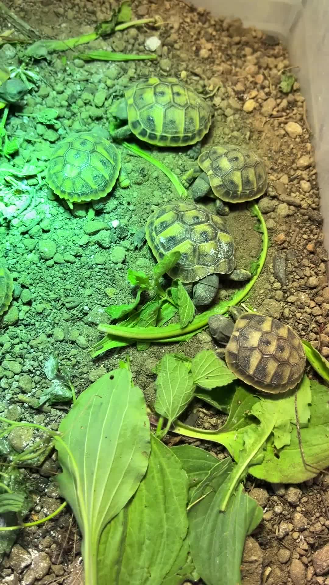 Tortoise reptiles for sale: Home bred Herman’s tortoises  - Video 1