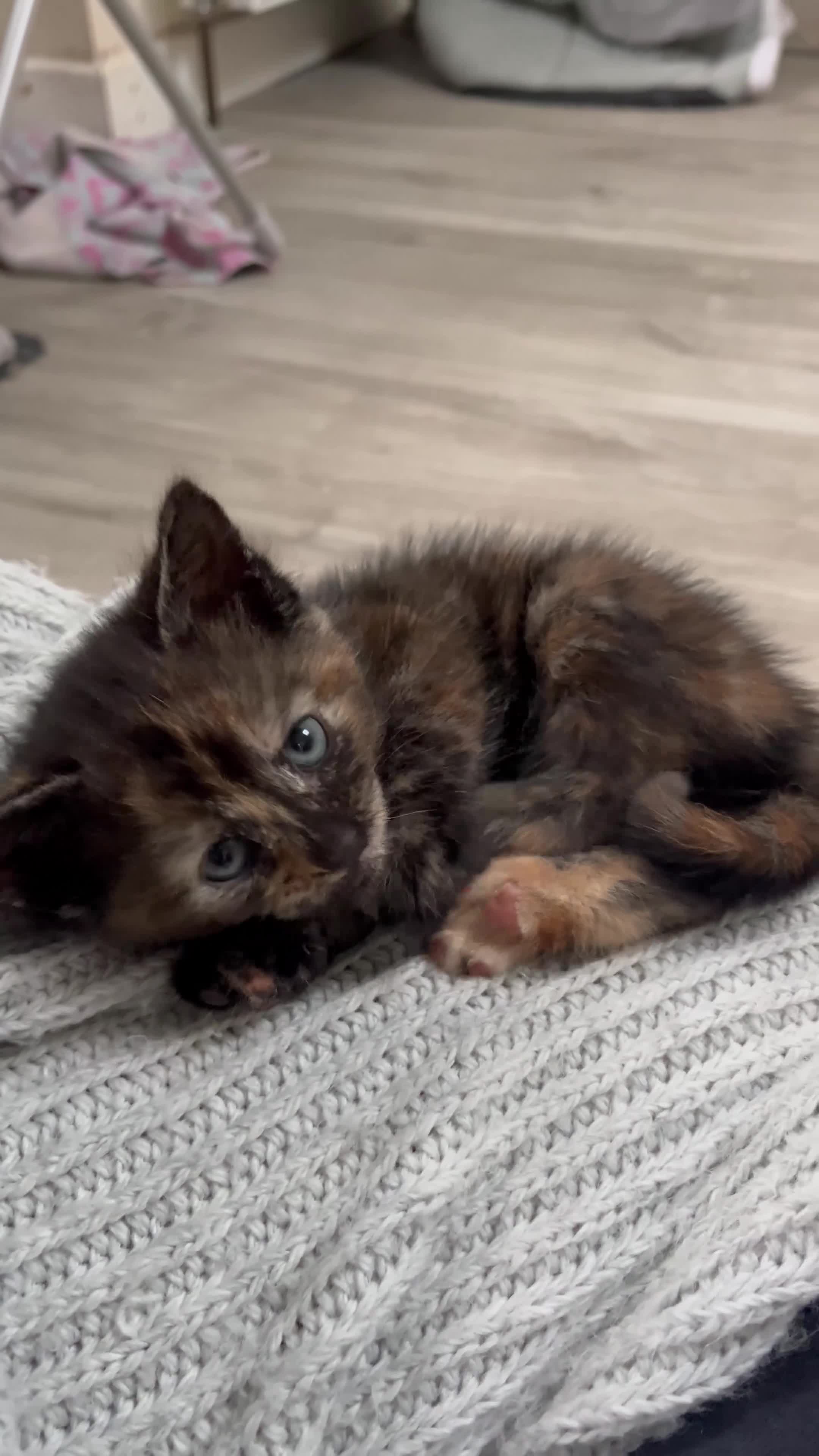 Mixed Breed cats for sale: 4 beautiful kittens for sale❤️ - Video 1