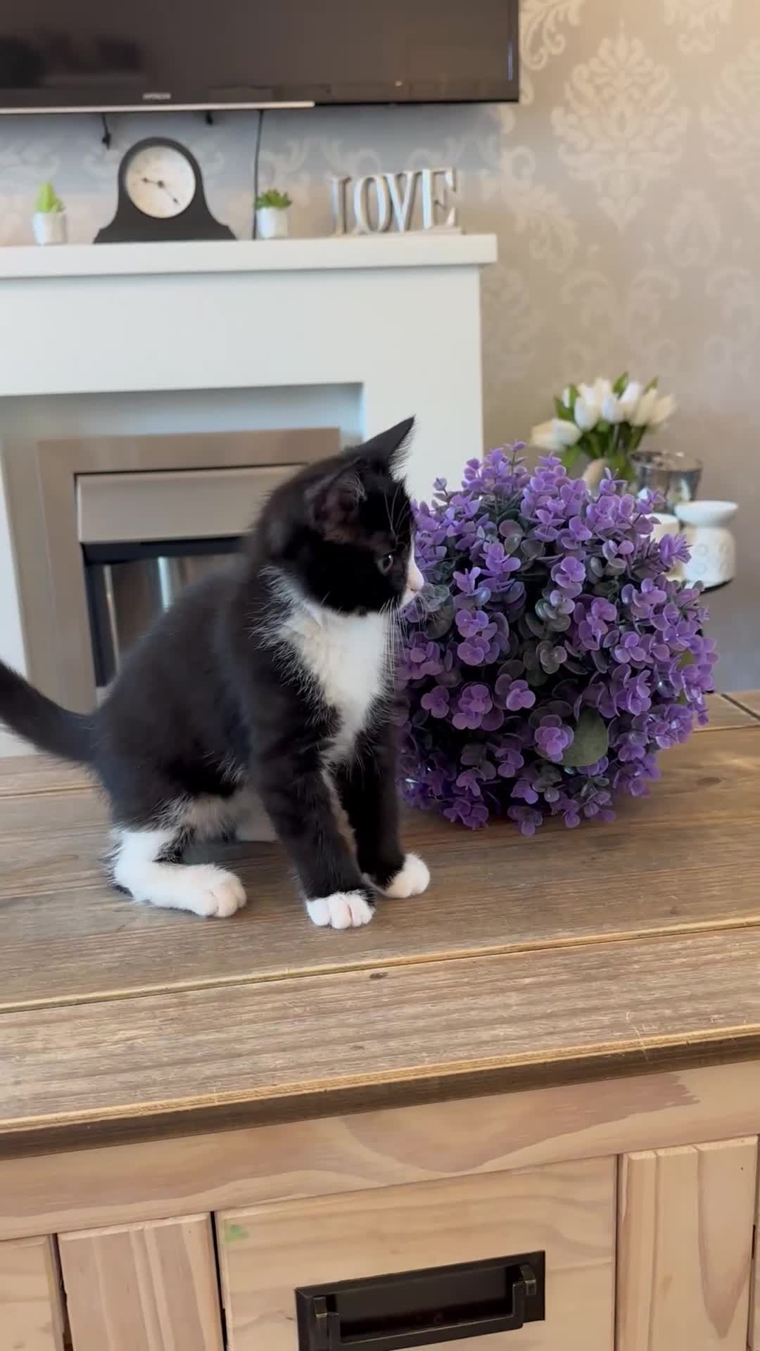 Mixed Breed cats for sale: British shorthaired cross kittens  - Video 2