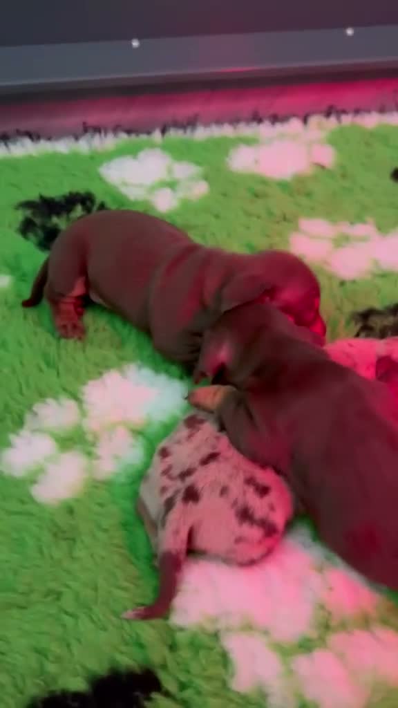 Miniature Dachshund dogs for sale: Kc reg miniature dachshund  - Video 2