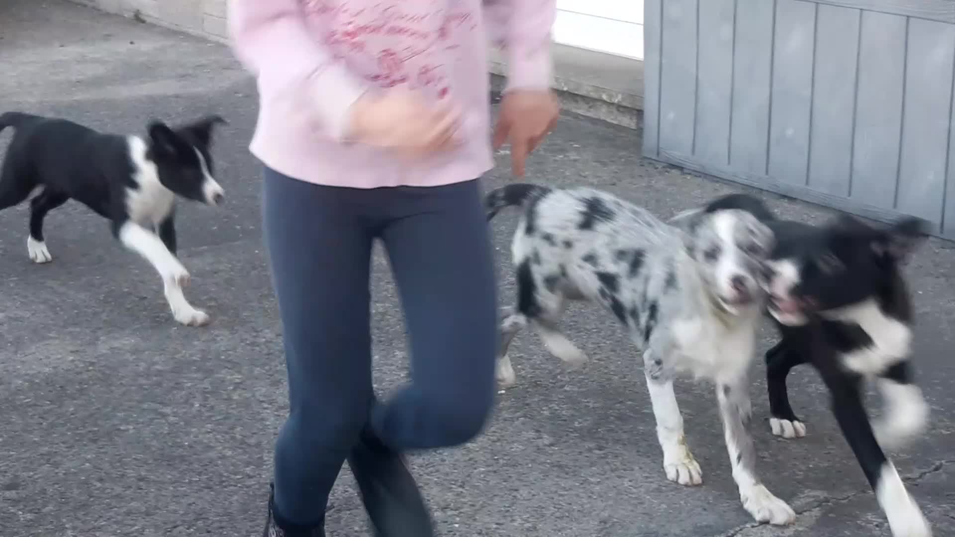 Border Collie dogs for sale: Border Collie pups for sale in Carmarthen - Video 1